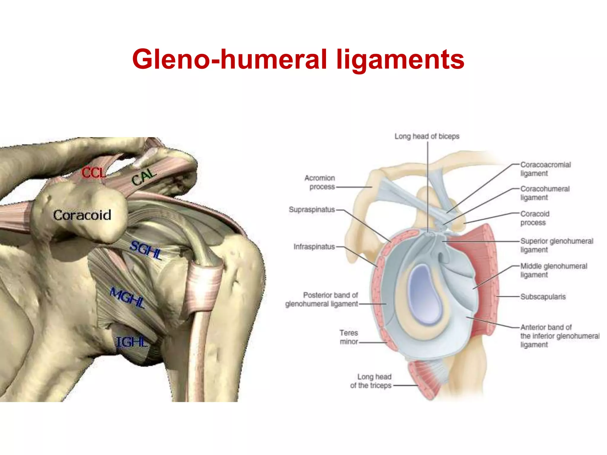Gleno-humeral ligaments
 