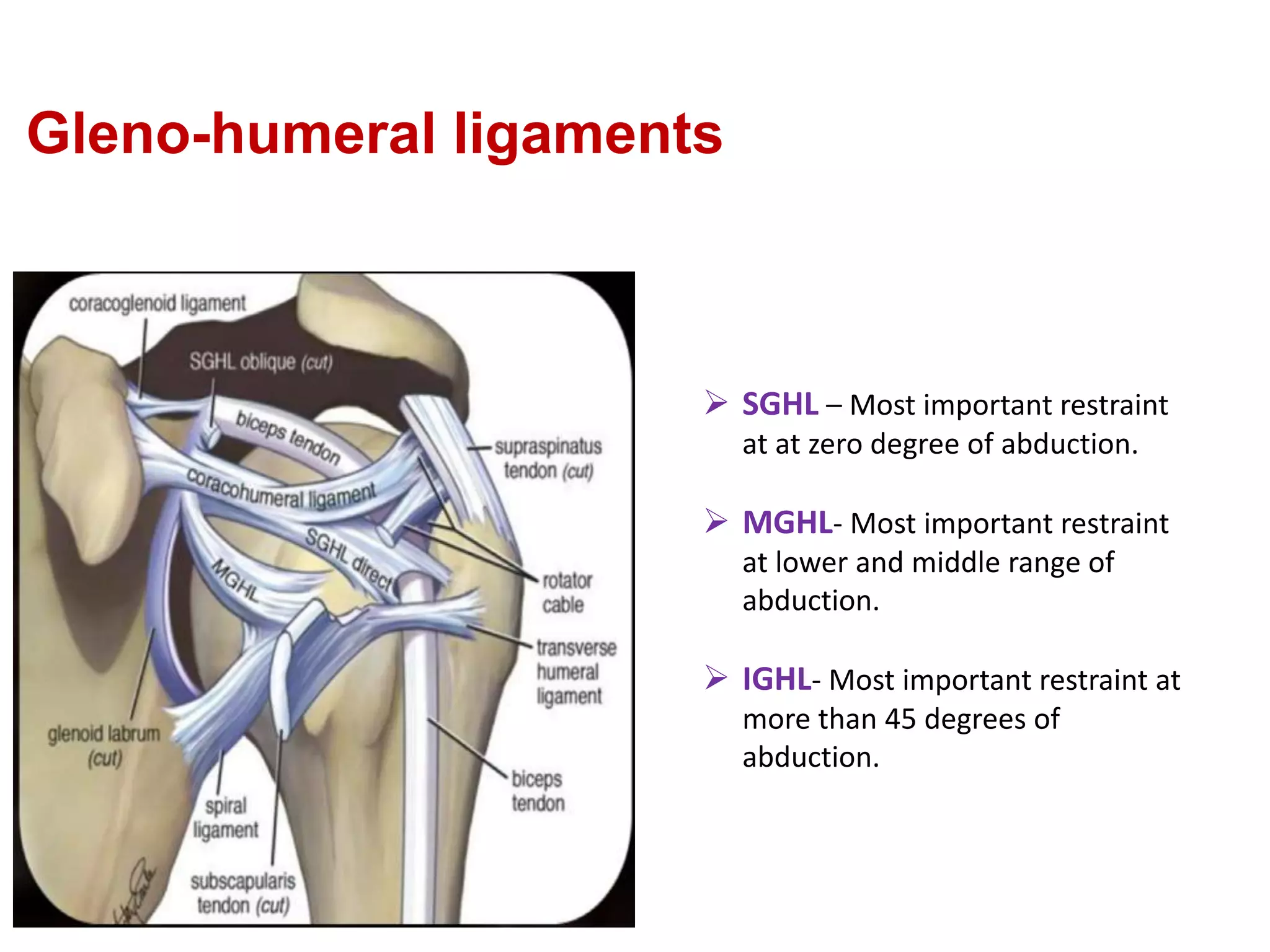 Gleno-humeral ligaments
 SGHL – Most important restraint
at at zero degree of abduction.
 MGHL- Most important restraint
at lower and middle range of
abduction.
 IGHL- Most important restraint at
more than 45 degrees of
abduction.
 