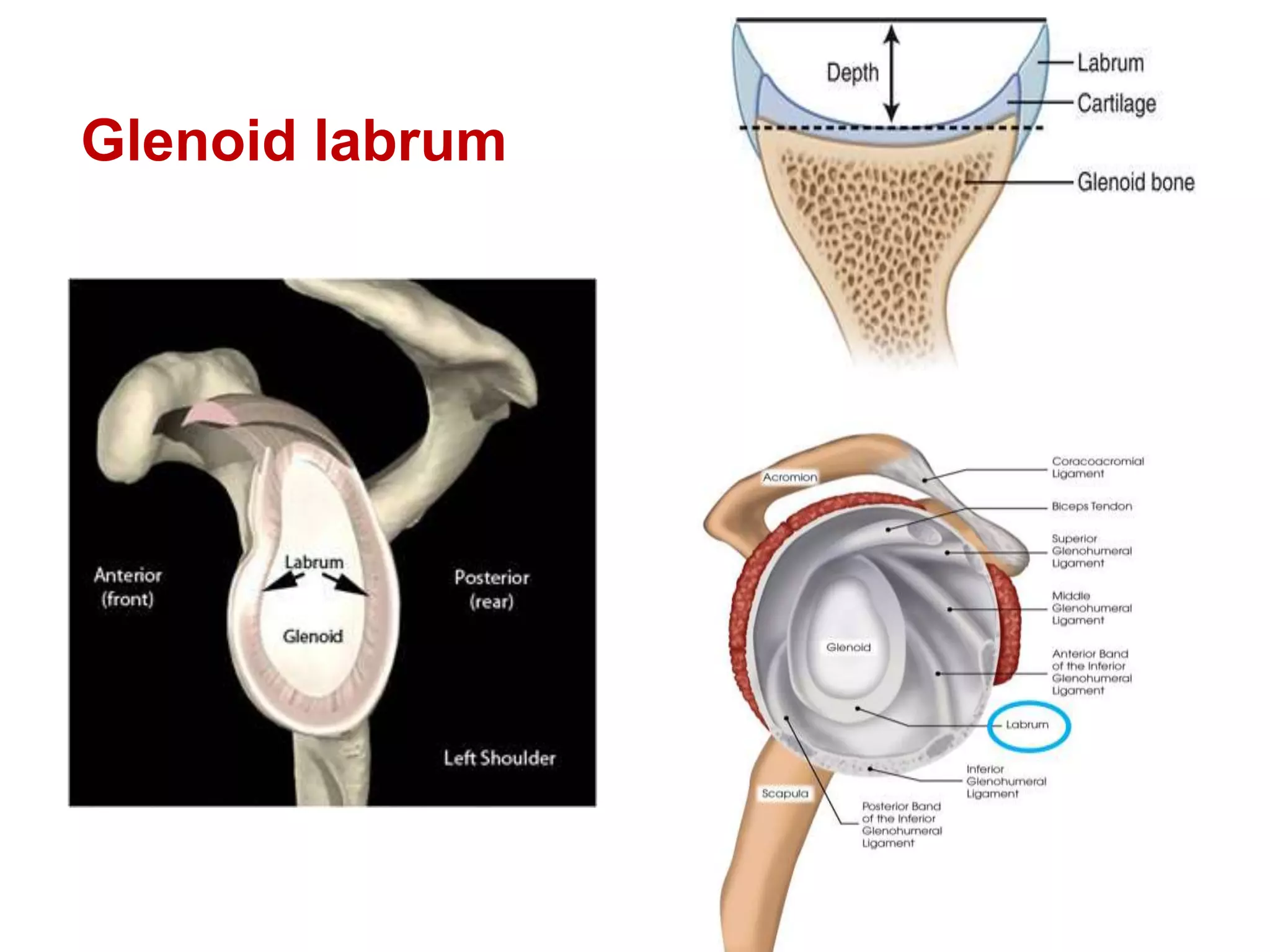 Glenoid labrum
 