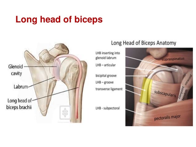 Jose Austine Shoulder Instability