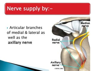Nerve supply by:- 
 Articular branches 
of medial & lateral as 
well as the 
axillary nerve 
 