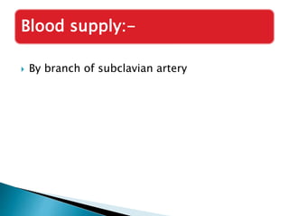 Blood supply:- 
 By branch of subclavian artery 
 