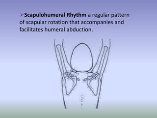 Scapular Pattern Shoulder joint (Biomechanics, Anatomy, Kinesiology)by Muhammad Arslan ...