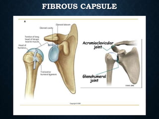 Anatomy of Shoulder joint | PPTX