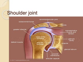 Shoulder joint
 
