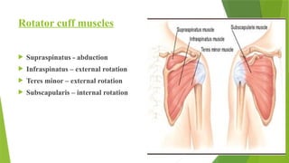 Anatomy And Injury around Shoulder Joint, Orthopaedics | PPTX
