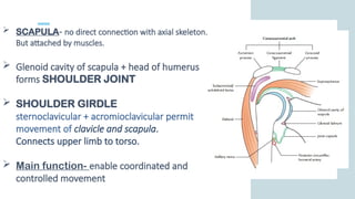Shoulder Joint Function SHOULDER JOINT ppt for self study MBBS students | PPTX