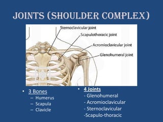 Shoulder Commplex Shoulder joint by dr vineet | PPT