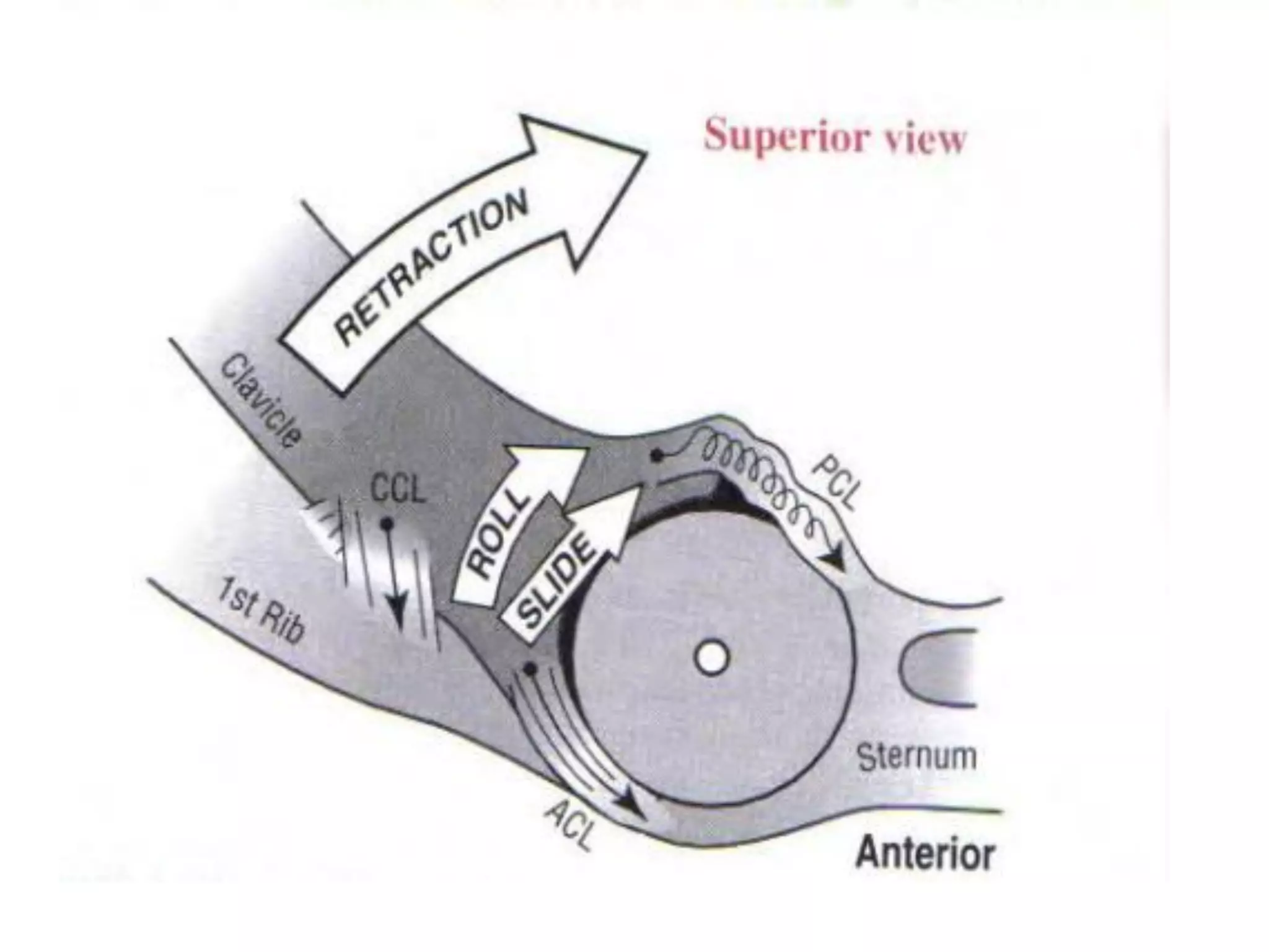 Shoulder joint BIOMECHANICS. | PDF