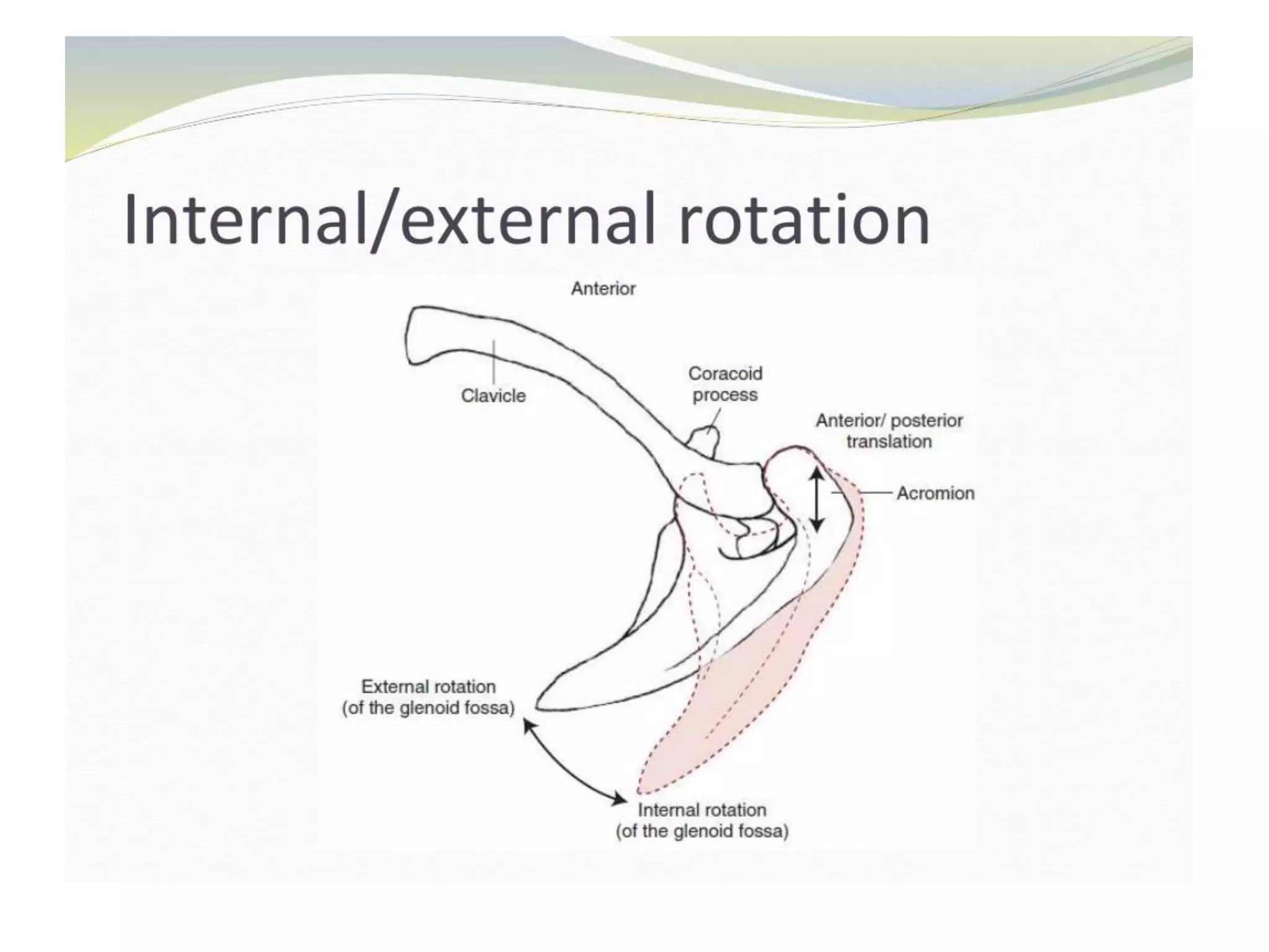 Shoulder joint BIOMECHANICS. | PDF