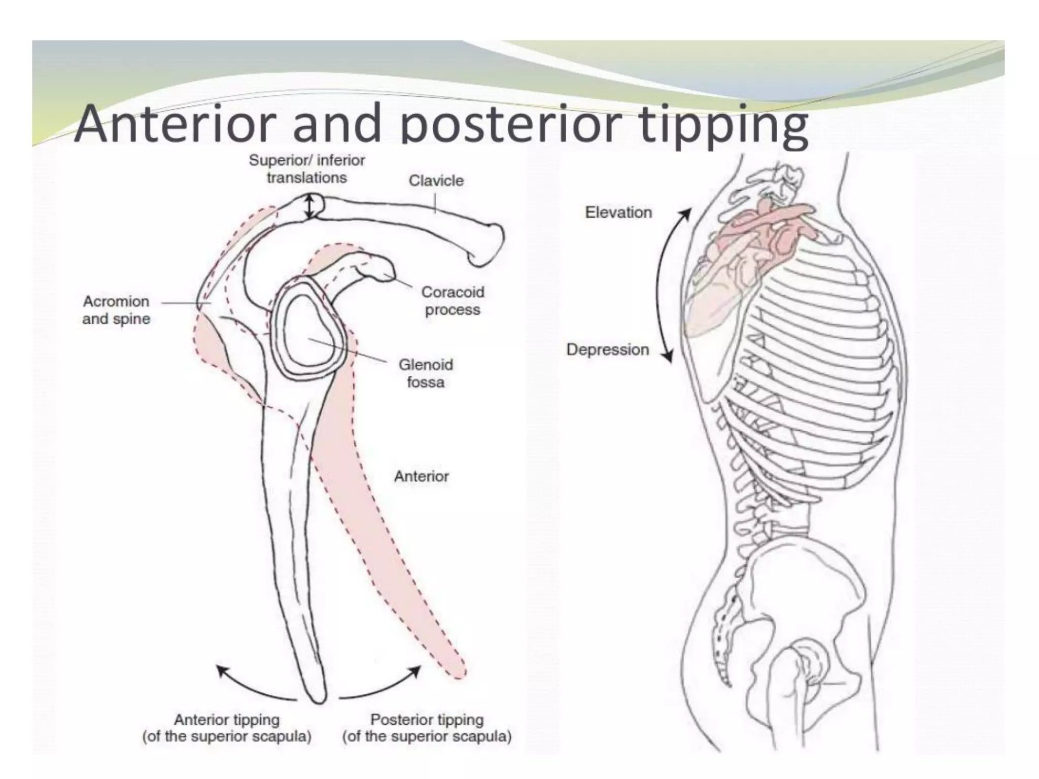 Shoulder joint BIOMECHANICS. | PDF