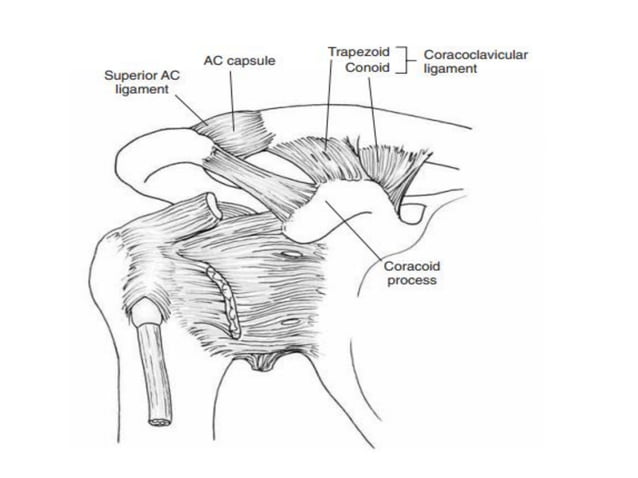 Shoulder joint BIOMECHANICS PDF