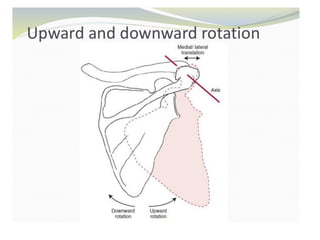 Types Of Shoulder Rotation Shoulder joint BIOMECHANICS. | PDF
