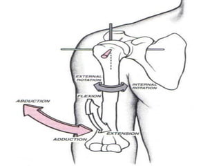 Shoulder joint BIOMECHANICS. | PDF