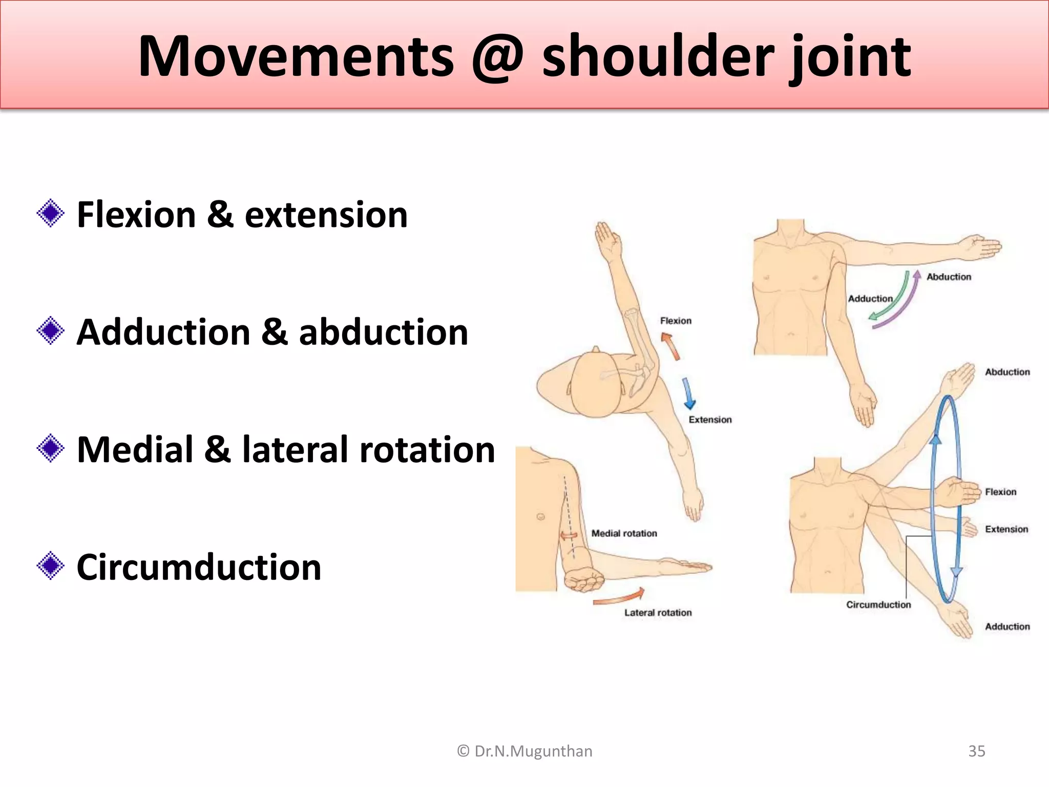 Shoulder Joint pdf Lecture Notes Dr N Mugunthan M S PDF