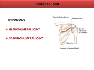 Shoulder Joint
SYNONYMNS
 GLENOHUMERAL JOINT
 SCAPULOHUMERAL JOINT
 