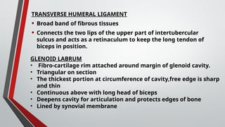 TRANSVERSE HUMERAL LIGAMENT
• Broad band of fibrous tissues
• Connects the two lips of the upper part of intertubercular
sulcus and acts as a retinaculum to keep the long tendon of
biceps in position.
GLENOID LABRUM
• Fibro-cartilage rim attached around margin of glenoid cavity.
• Triangular on section
• The thickest portion at circumference of cavity,free edge is sharp
and thin
• Continuous above with long head of biceps
• Deepens cavity for articulation and protects edges of bone
• Lined by synovial membrane
 
