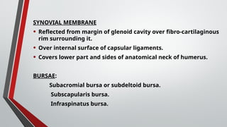 SYNOVIAL MEMBRANE
• Reflected from margin of glenoid cavity over fibro-cartilaginous
rim surrounding it.
• Over internal surface of capsular ligaments.
• Covers lower part and sides of anatomical neck of humerus.
BURSAE:
Subacromial bursa or subdeltoid bursa.
Subscapularis bursa.
Infraspinatus bursa.
 