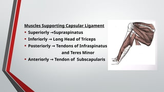 Muscles Supporting Capsular Ligament
• Superiorly Supraspinatus
→
• Inferiorly Long Head of Triceps
→
• Posteriorly Tendons of Infraspinatus
→
and Teres Minor
• Anteriorly Tendon of Subscapularis
→
 