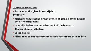 CAPSULAR LIGAMENT
• Encircles entire glenohumeral joint.
ATTACHED:
• Medially: Above to the circumference of glenoid cavity beyond
the glenoid ligament
• Laterally: Below to anatomical neck of the humerus
• Thicker above and below.
• Loose and lax
• Allow bone to be separated from each other more than an inch
 