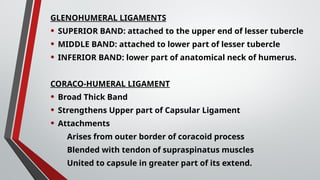 GLENOHUMERAL LIGAMENTS
• SUPERIOR BAND: attached to the upper end of lesser tubercle
• MIDDLE BAND: attached to lower part of lesser tubercle
• INFERIOR BAND: lower part of anatomical neck of humerus.
CORACO-HUMERAL LIGAMENT
• Broad Thick Band
• Strengthens Upper part of Capsular Ligament
• Attachments
Arises from outer border of coracoid process
Blended with tendon of supraspinatus muscles
United to capsule in greater part of its extend.
 