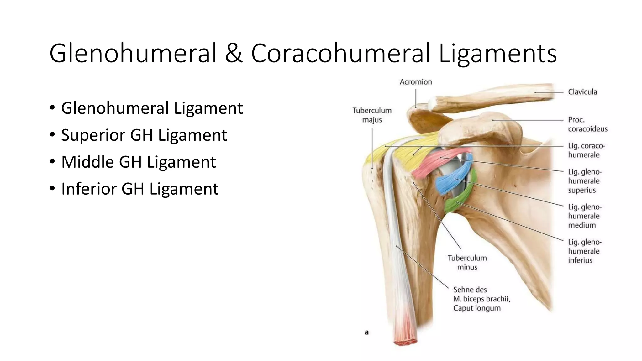 Shoulder Joint Biomechanics PPTX Shoulder Joint Biomechanics PPTX