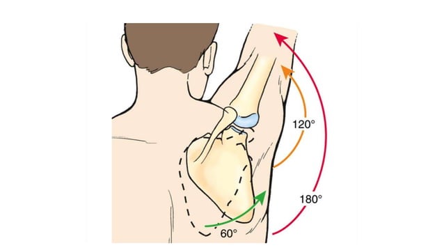 Shoulder joint biomechanics | PPT