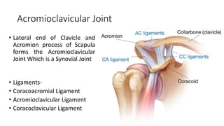 Shoulder joint biomechanics | PPTX