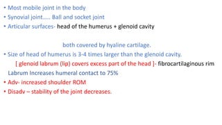 • Most mobile joint in the body
• Synovial joint….. Ball and socket joint
• Articular surfaces- head of the humerus + glenoid cavity
both covered by hyaline cartilage.
• Size of head of humerus is 3-4 times larger than the glenoid cavity.
[ glenoid labrum (lip) covers excess part of the head ]- fibrocartilaginous rim
Labrum Increases humeral contact to 75%
• Adv- increased shoulder ROM
• Disadv – stability of the joint decreases.
 