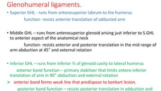Glenohumeral ligaments.
• Superior GHL - runs from anterosuperior labrum to the humerus
function- resists anterior translation of adducted arm
• Middle GHL – runs from anterosuperior glenoid arising just inferior to S.GHL
to anterior aspect of the anatomical neck
function- resists anterior and posterior translation in the mid range of
arm abduction at 45° and external rotation
• Inferior GHL – runs from inferior ⅔ of glenoid cavity to lateral humerus
anterior band function – primary stabilizer that limits antero-inferior
translation of arm in 90° abduction and external rotation
 anterior band forms weak line that predispose to bankart lesion.
posterior band function – resists posterior translation in adduction and
 