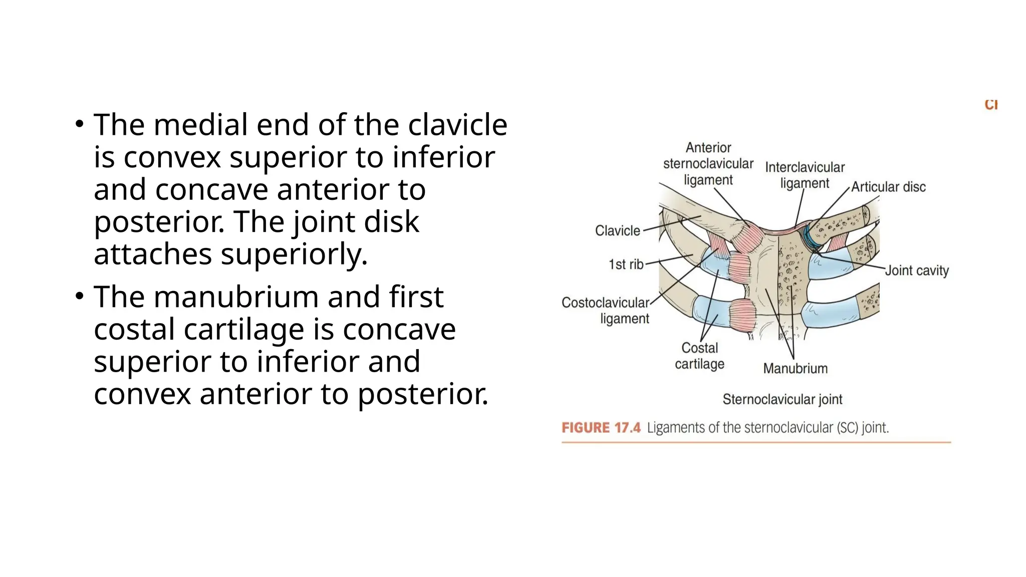 • The medial end of the clavicle
is convex superior to inferior
and concave anterior to
posterior. The joint disk
attaches superiorly.
• The manubrium and first
costal cartilage is concave
superior to inferior and
convex anterior to posterior.
 