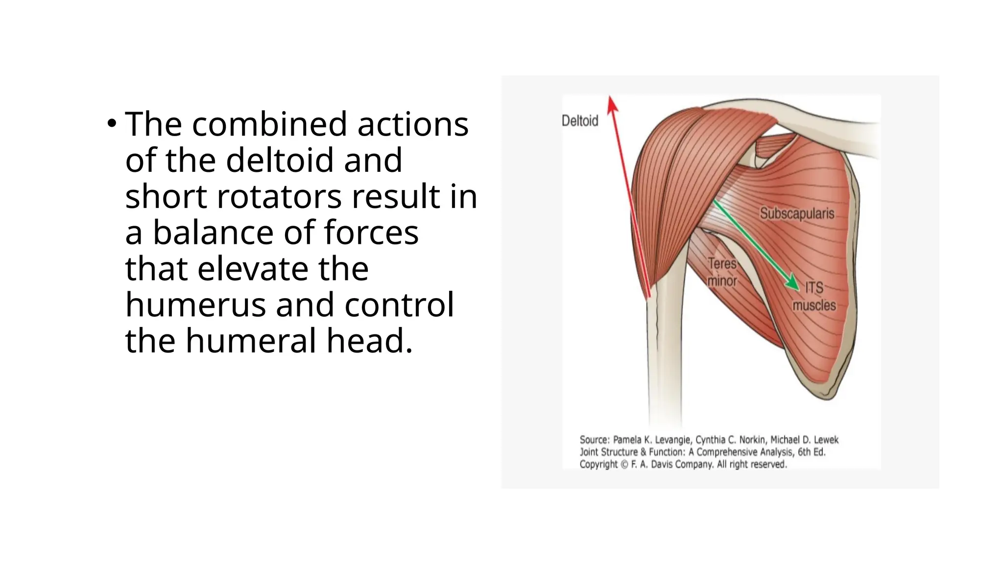• The combined actions
of the deltoid and
short rotators result in
a balance of forces
that elevate the
humerus and control
the humeral head.
 
