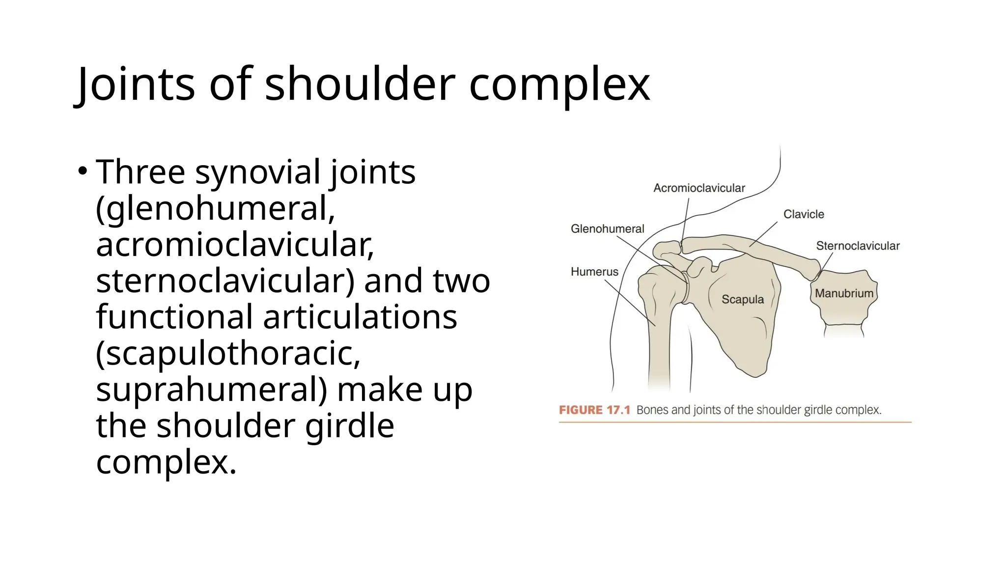 Joints of shoulder complex
• Three synovial joints
(glenohumeral,
acromioclavicular,
sternoclavicular) and two
functional articulations
(scapulothoracic,
suprahumeral) make up
the shoulder girdle
complex.
 