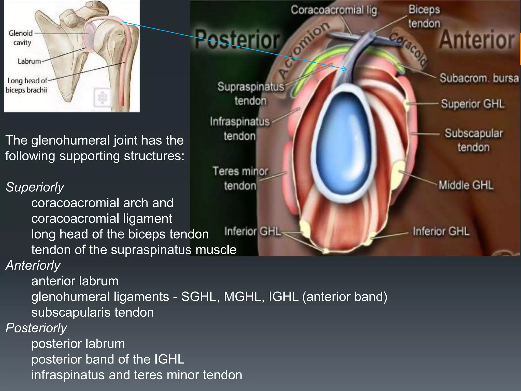 The glenohumeral joint has the
following supporting structures:
Superiorly
coracoacromial arch and
coracoacromial ligament
long head of the biceps tendon
tendon of the supraspinatus muscle
Anteriorly
anterior labrum
glenohumeral ligaments - SGHL, MGHL, IGHL (anterior band)
subscapularis tendon
Posteriorly
posterior labrum
posterior band of the IGHL
infraspinatus and teres minor tendon
 