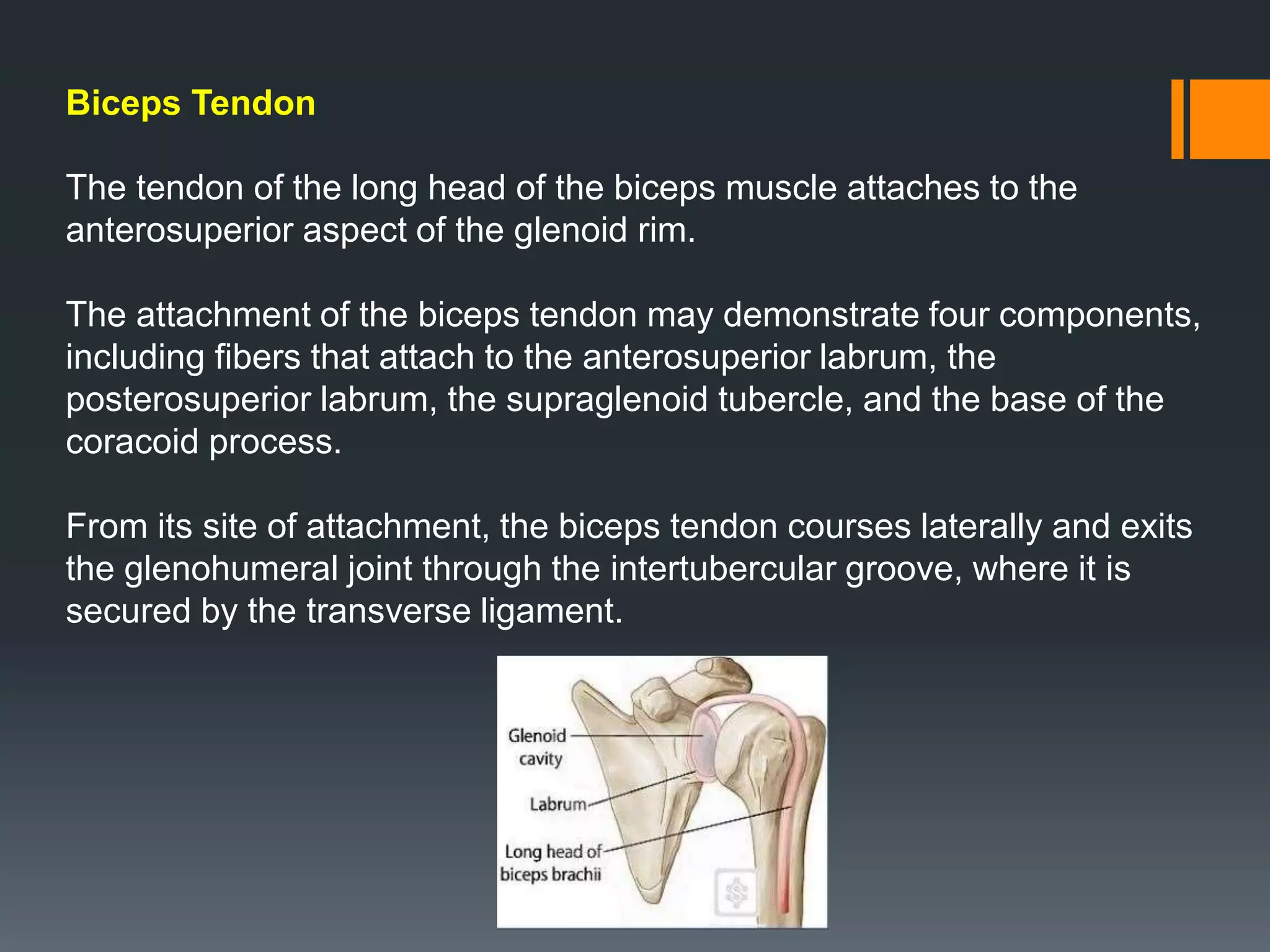 Biceps Tendon
The tendon of the long head of the biceps muscle attaches to the
anterosuperior aspect of the glenoid rim.
The attachment of the biceps tendon may demonstrate four components,
including fibers that attach to the anterosuperior labrum, the
posterosuperior labrum, the supraglenoid tubercle, and the base of the
coracoid process.
From its site of attachment, the biceps tendon courses laterally and exits
the glenohumeral joint through the intertubercular groove, where it is
secured by the transverse ligament.
 