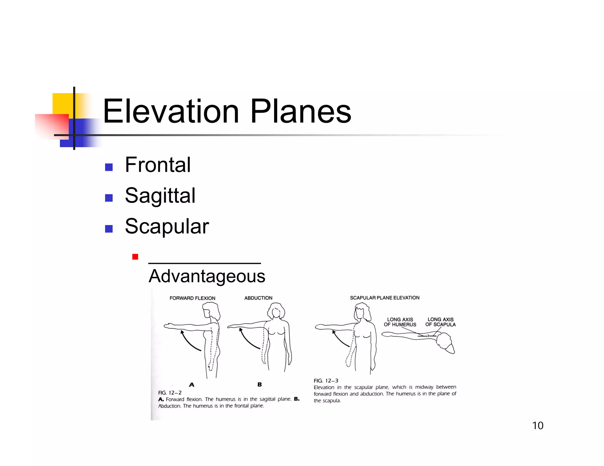 10
Elevation Planes
„ Frontal
„ Sagittal
„ Scapular
„ ___________
Advantageous
 