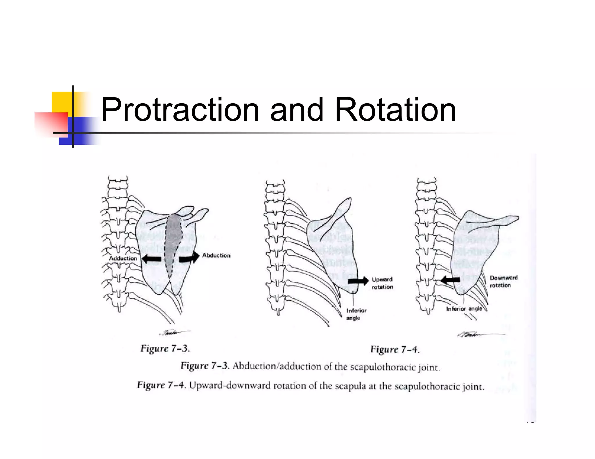 13
Protraction and Rotation
 