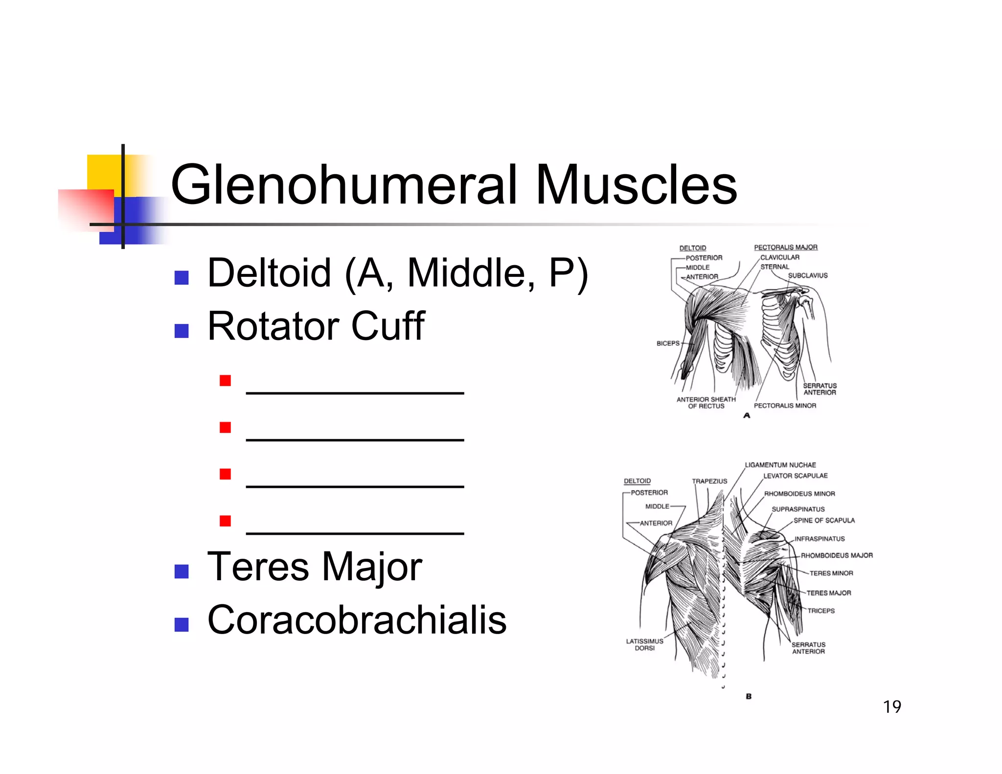 19
Glenohumeral Muscles
„ Deltoid (A, Middle, P)
„ Rotator Cuff
„ ___________
„ ___________
„ ___________
„ ___________
„ Teres Major
„ Coracobrachialis
 