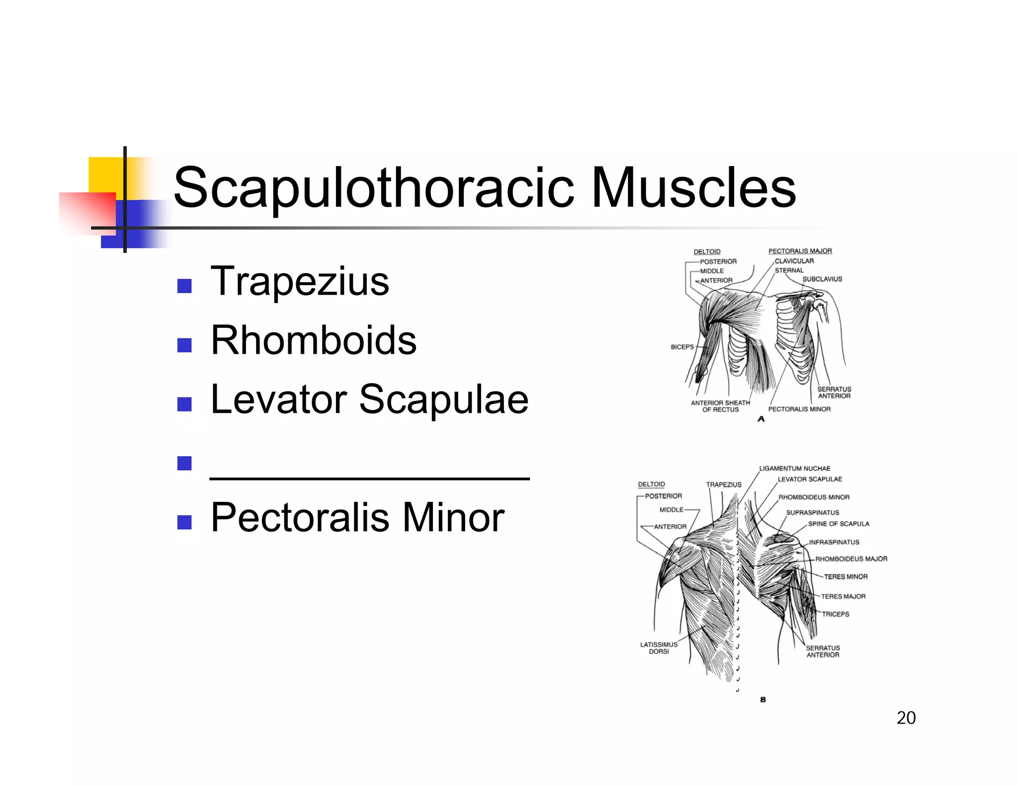 20
Scapulothoracic Muscles
„ Trapezius
„ Rhomboids
„ Levator Scapulae
„ ______________
„ Pectoralis Minor
 