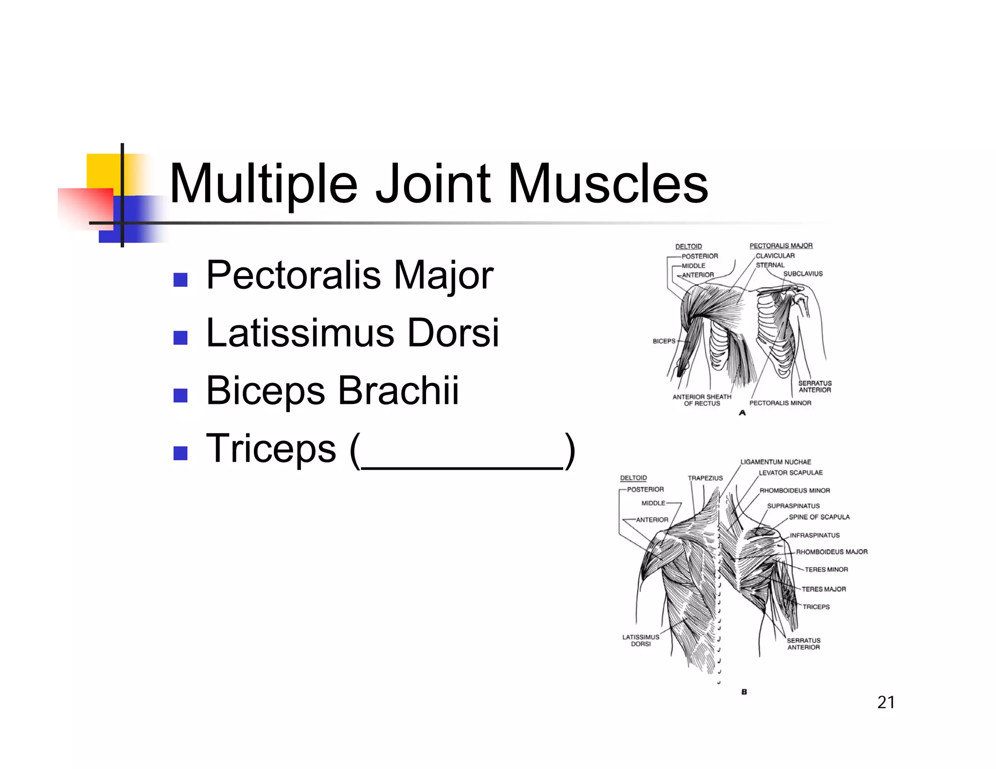 21
Multiple Joint Muscles
„ Pectoralis Major
„ Latissimus Dorsi
„ Biceps Brachii
„ Triceps (_________)
 