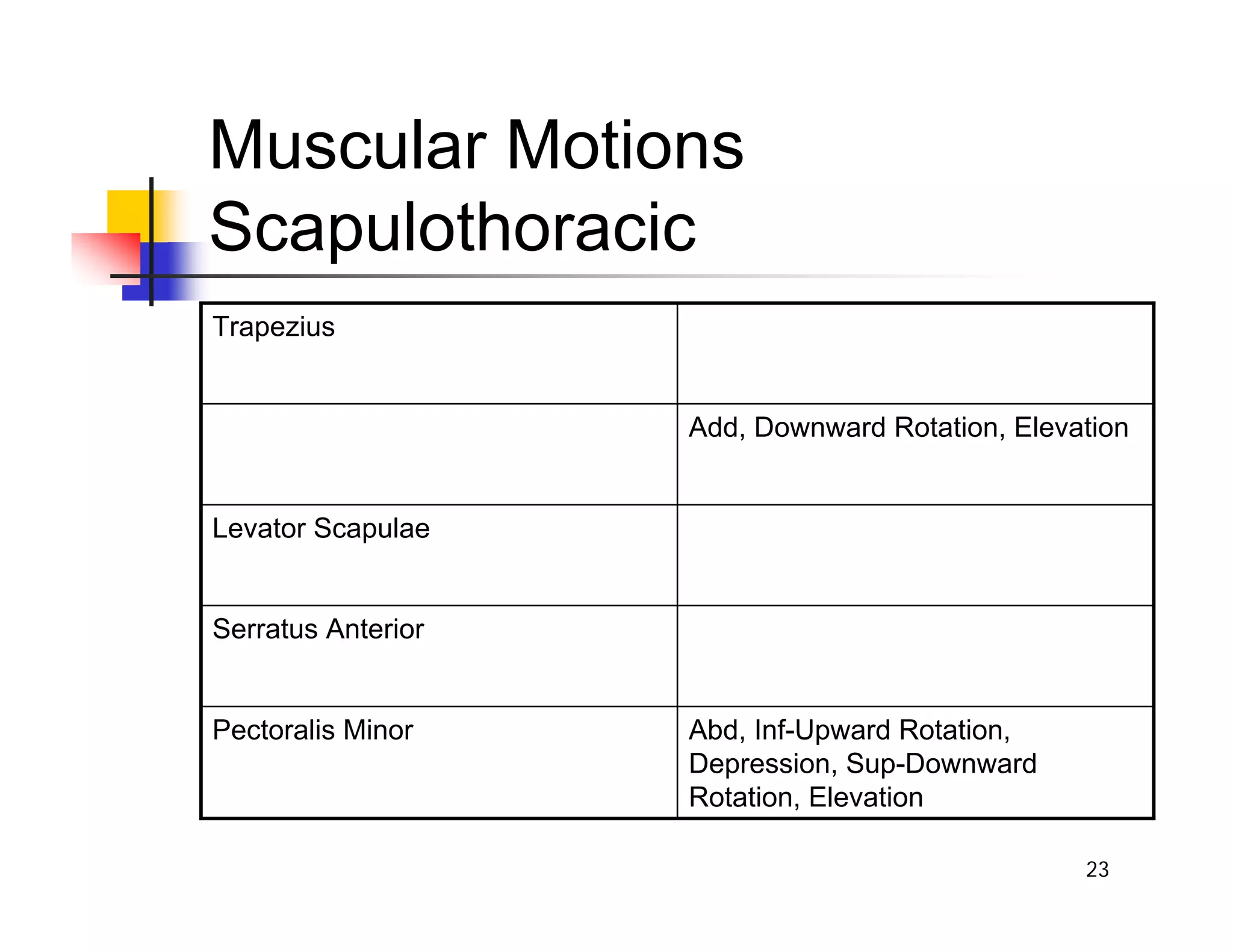 23
Muscular Motions
Scapulothoracic
Abd, Inf-Upward Rotation,
Depression, Sup-Downward
Rotation, Elevation
Pectoralis Minor
Serratus Anterior
Levator Scapulae
Add, Downward Rotation, Elevation
Trapezius
 