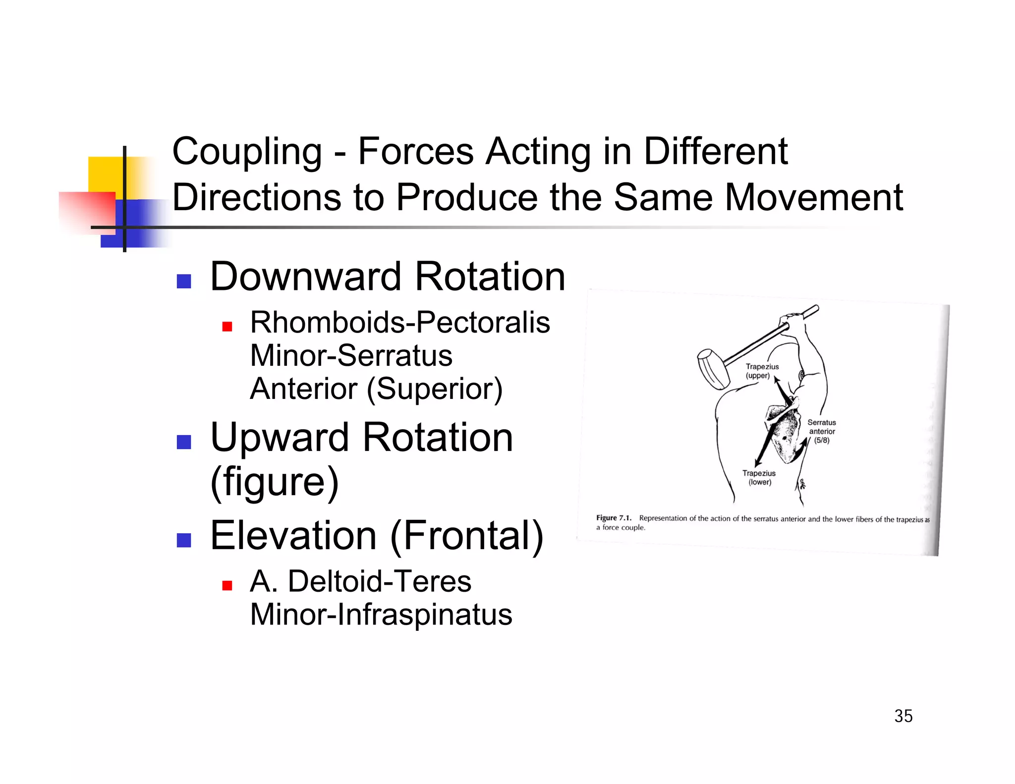 35
Coupling - Forces Acting in Different
Directions to Produce the Same Movement
„ Downward Rotation
„ Rhomboids-Pectoralis
Minor-Serratus
Anterior (Superior)
„ Upward Rotation
(figure)
„ Elevation (Frontal)
„ A. Deltoid-Teres
Minor-Infraspinatus
 
