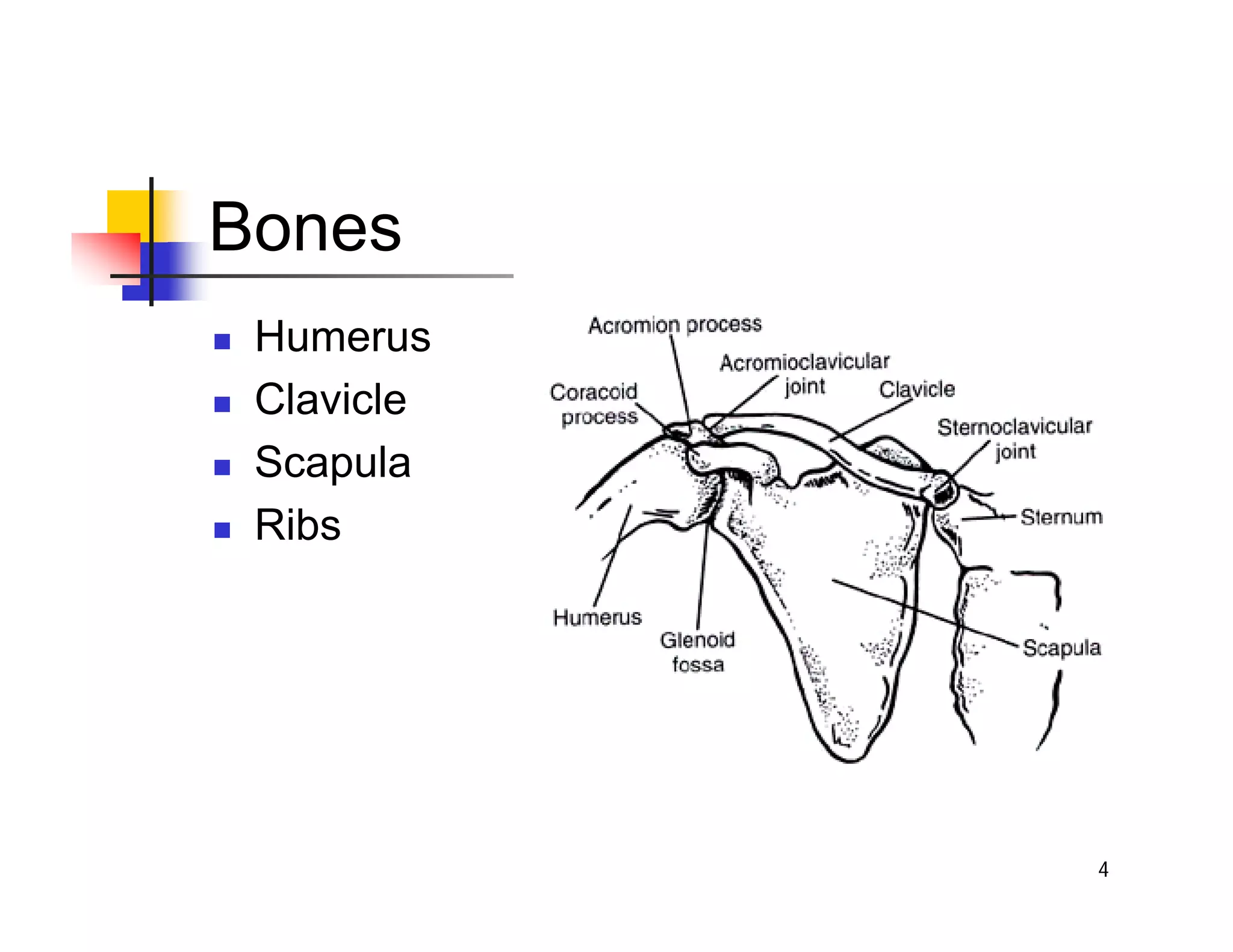 4
Bones
„ Humerus
„ Clavicle
„ Scapula
„ Ribs
 