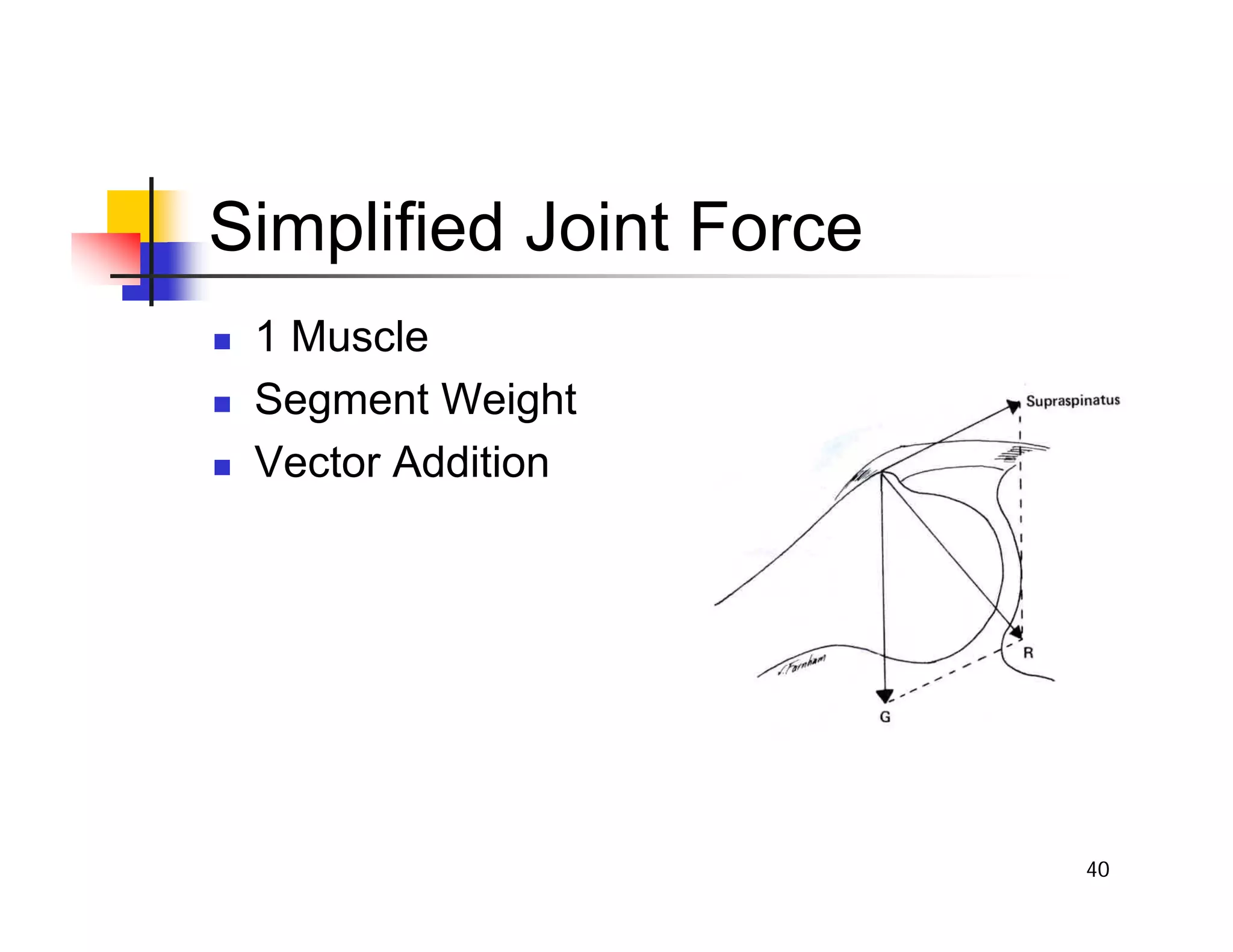 40
Simplified Joint Force
„ 1 Muscle
„ Segment Weight
„ Vector Addition
 