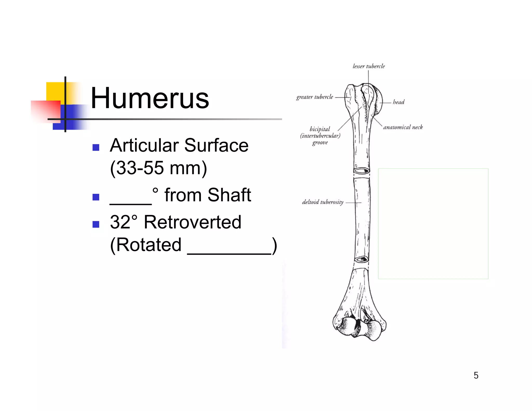 5
Humerus
„ Articular Surface
(33-55 mm)
„ ____° from Shaft
„ 32° Retroverted
(Rotated ________)
 
