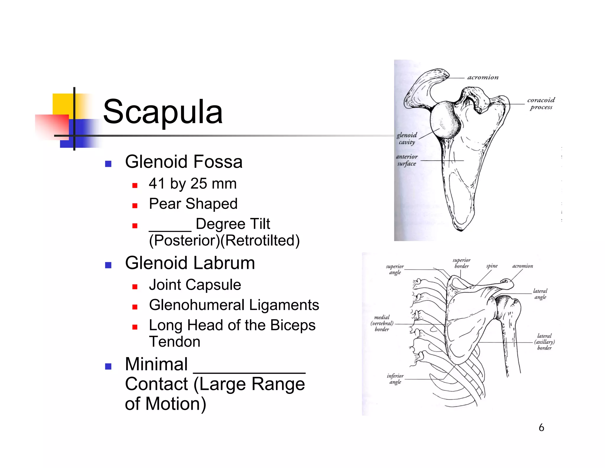 6
Scapula
„ Glenoid Fossa
„ 41 by 25 mm
„ Pear Shaped
„ _____ Degree Tilt
(Posterior)(Retrotilted)
„ Glenoid Labrum
„ Joint Capsule
„ Glenohumeral Ligaments
„ Long Head of the Biceps
Tendon
„ Minimal ___________
Contact (Large Range
of Motion)
 