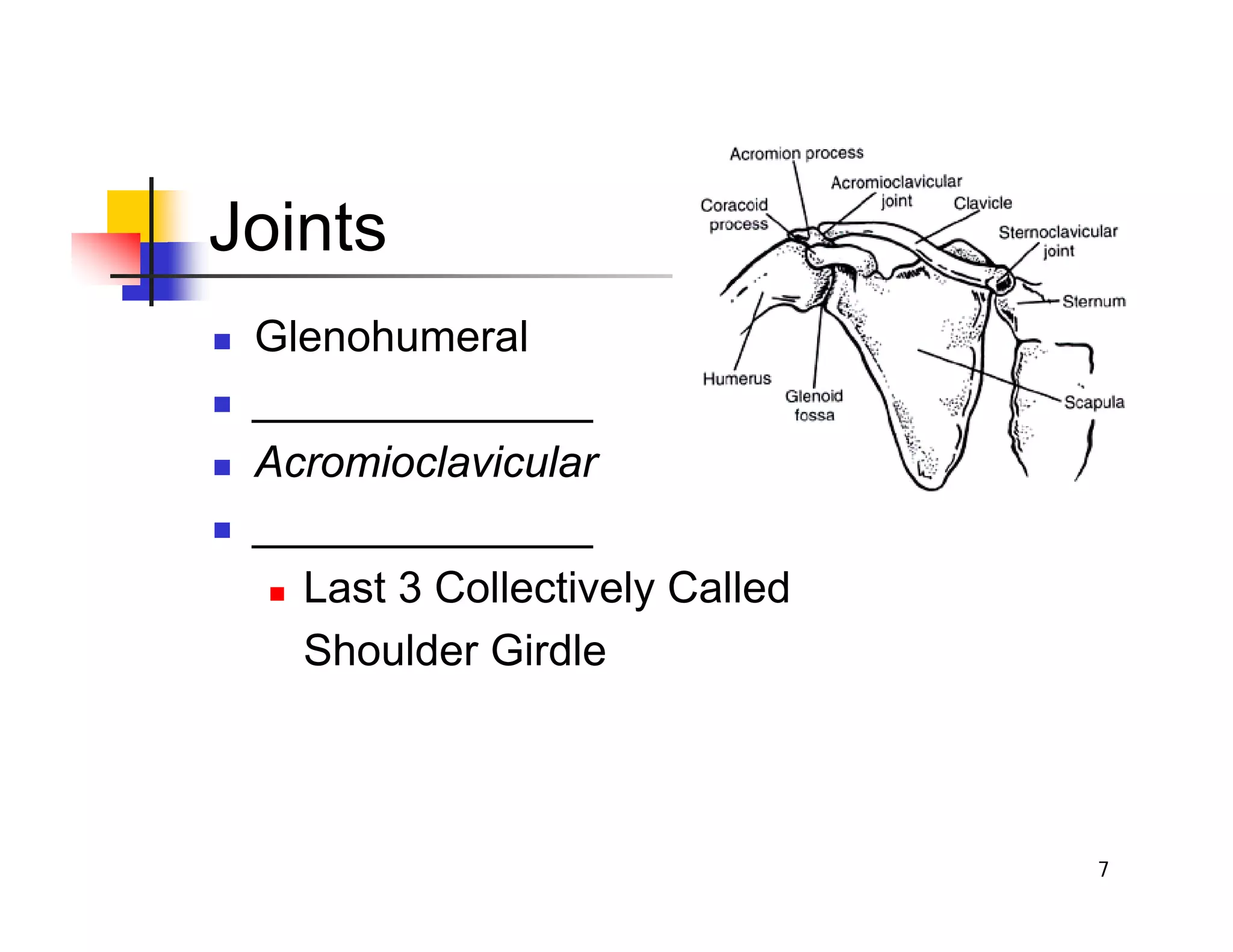 7
Joints
„ Glenohumeral
„ ______________
„ Acromioclavicular
„ ______________
„ Last 3 Collectively Called
Shoulder Girdle
 