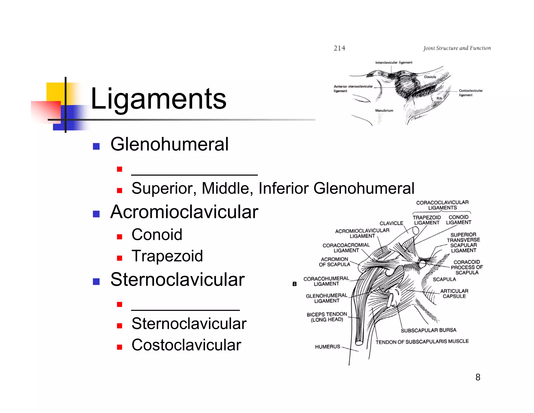 8
Ligaments
„ Glenohumeral
„ ______________
„ Superior, Middle, Inferior Glenohumeral
„ Acromioclavicular
„ Conoid
„ Trapezoid
„ Sternoclavicular
„ ____________
„ Sternoclavicular
„ Costoclavicular
 