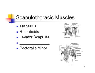 Scapiothorasic Muscles Shoulder_notes_1perpage.pdf