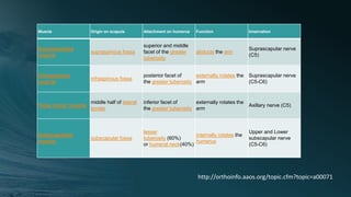 Muscle Origin on scapula Attachment on humerus Function Innervation
Supraspinatus
muscle
supraspinous fossa
superior and middle
facet of the greater
tuberosity
abducts the arm
Suprascapular nerve
(C5)
Infraspinatus
muscle
infraspinous fossa
posterior facet of
the greater tuberosity
externally rotates the
arm
Suprascapular nerve
(C5-C6)
Teres minor muscle
middle half of lateral
border
inferior facet of
the greater tuberosity
externally rotates the
arm
Axillary nerve (C5)
Subscapularis
muscle
subscapular fossa
lesser
tuberosity (60%)
or humeral neck(40%)
internally rotates the
humerus
Upper and Lower
subscapular nerve
(C5-C6)
http://orthoinfo.aaos.org/topic.cfm?topic=a00071
 